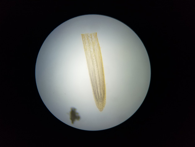 Onion Root Mitosis Slides - Onion Root  Mitosis  02 40X